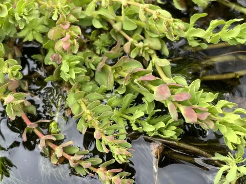 Myriophyllum quitense