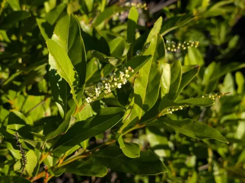 Fiddlewood
