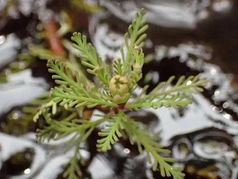 Robust watermilfoil