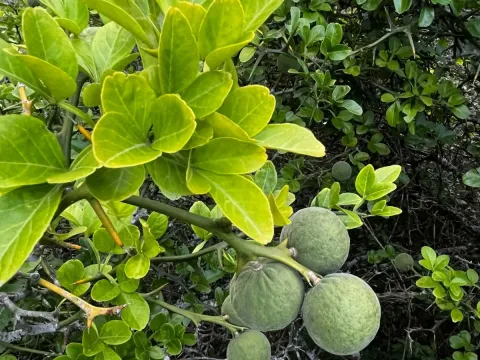 Citroncirus