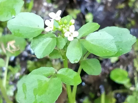 Sterile cress