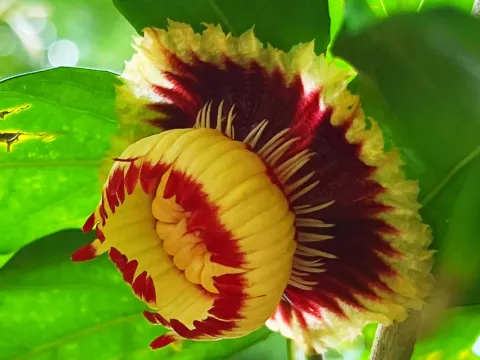 Napoleonaea