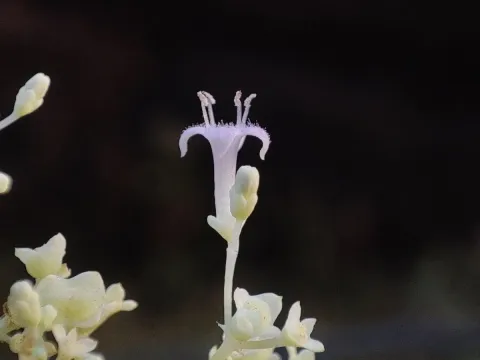Неанотис