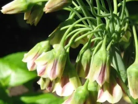 Nectaroscordum
