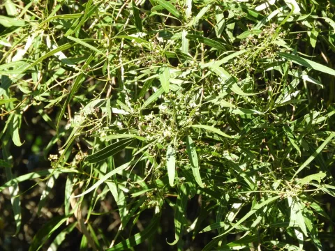 Nectandra