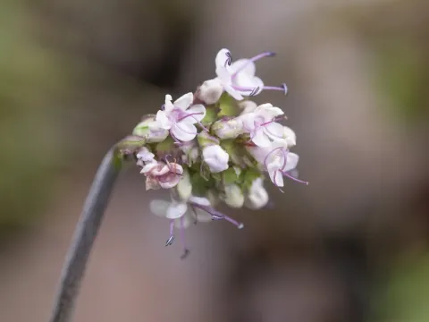 Нардостахис