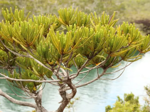 Neocallitropsis