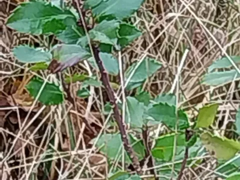 Nemopanthus