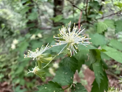 Neviusia