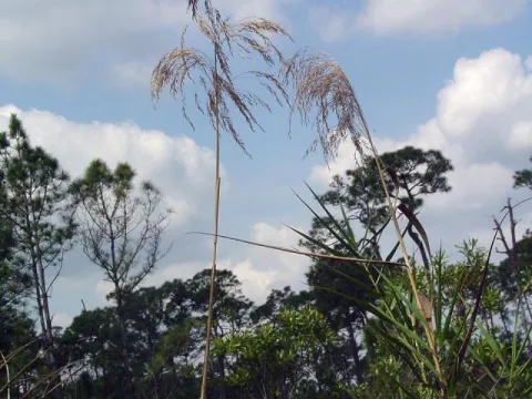 Neyraudia