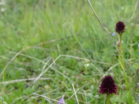 Nigritella
