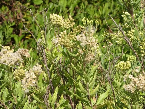Nidorella