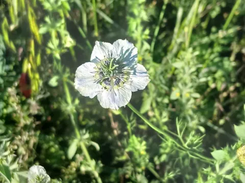 Field nigella