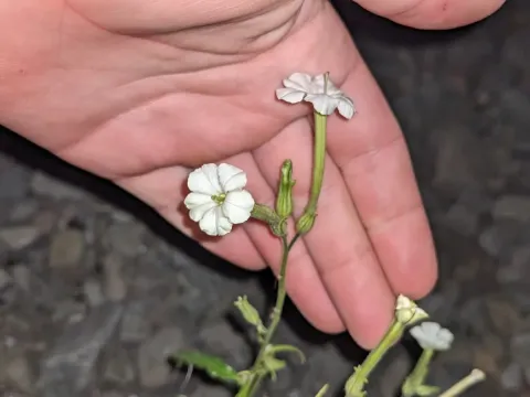 Nicotiana acuminata