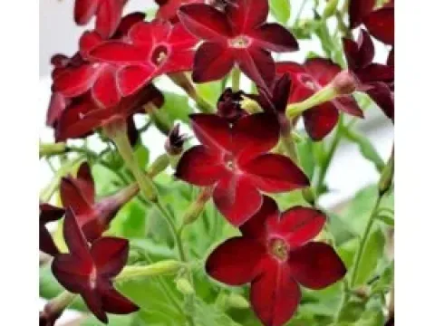 Sandera tobacco