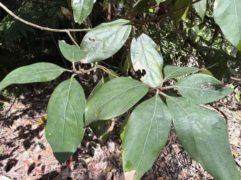 Neolitsea