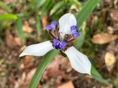 Neomarica