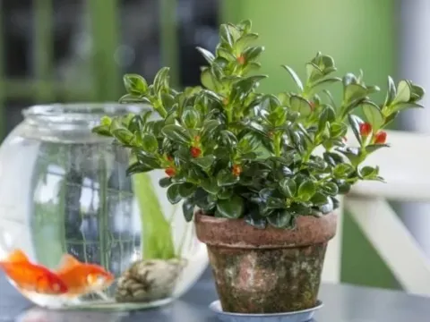 Nematanthus