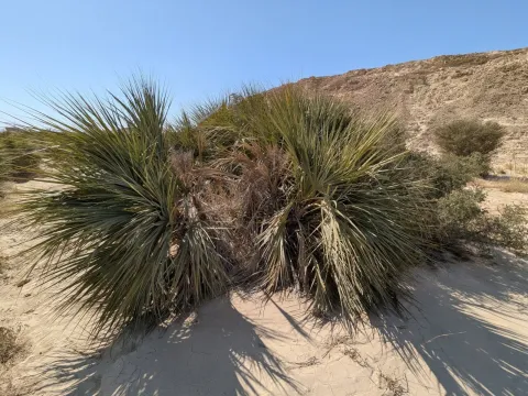 Nannorrhops