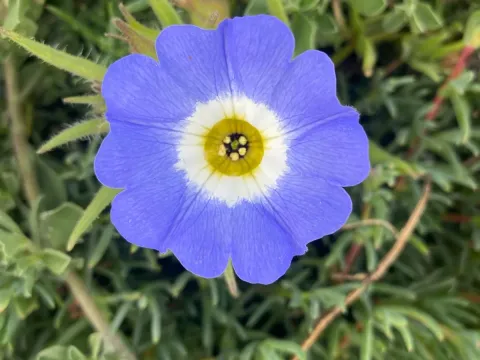 Nolana acuminata