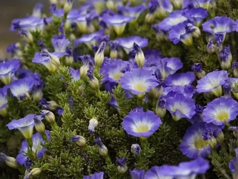 Nolana prostrata