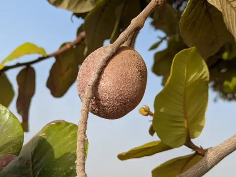 Neocarya
