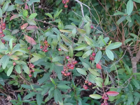 Noltea