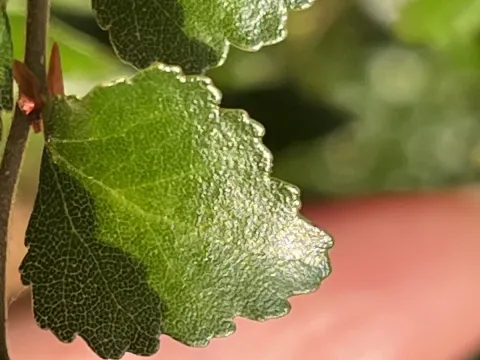 Nothofagus