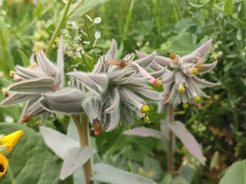Nonea