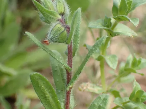 Nonea ventricosa