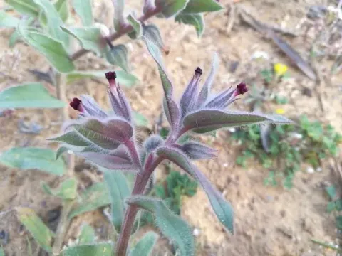 Nonnea vesicaria
