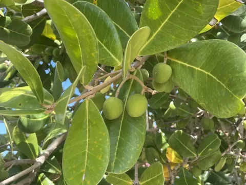 Noronhia