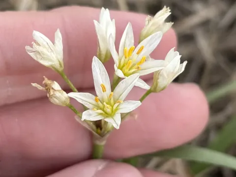 Nothoscordum