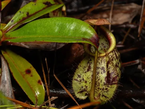 Nepenthes hookeriana