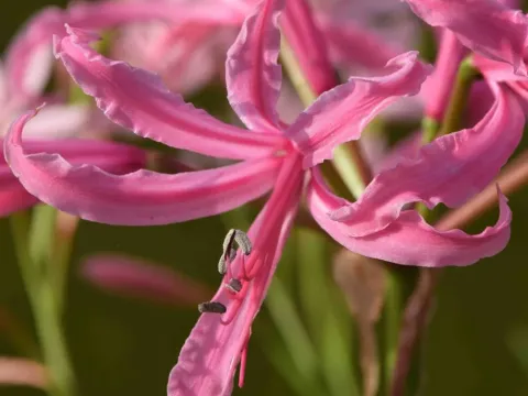 Нерина