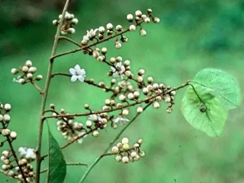 Neuropeltis