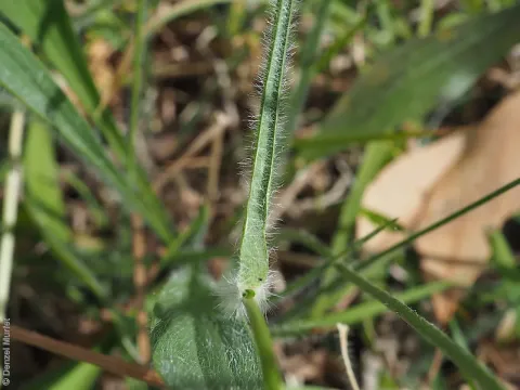 Danthonia pilosa