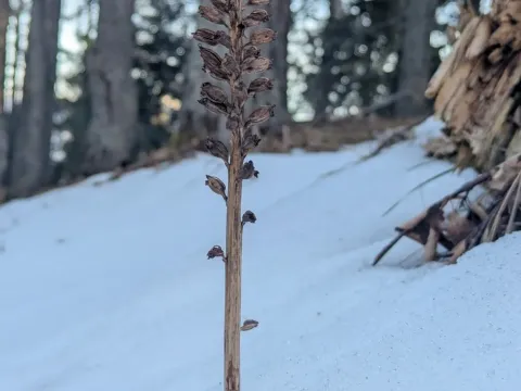 Bird's-nest orchid