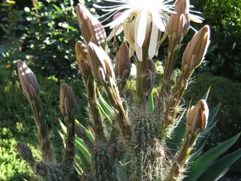 Nyctocereus