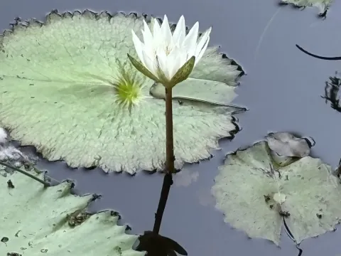 Nymphaea ampla