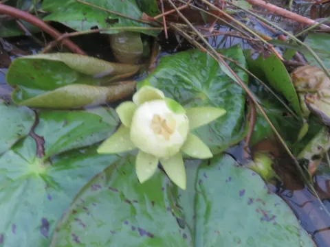 Amazon water lily