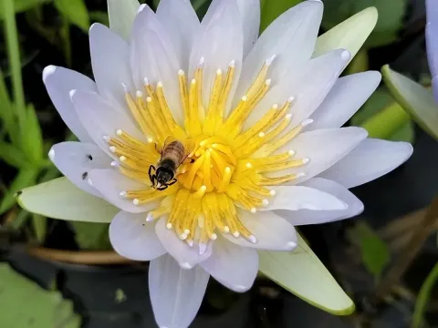 Кувшинка изящная