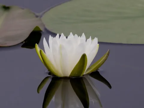 Fragrant water lily