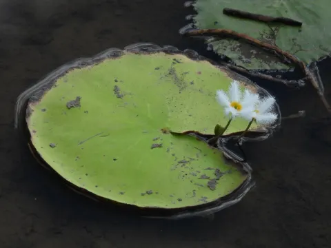 Water snowflake