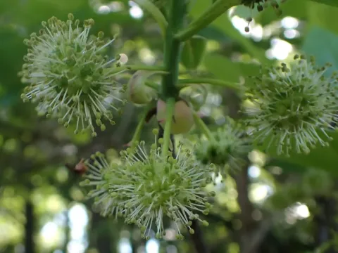 Ogeechee lime