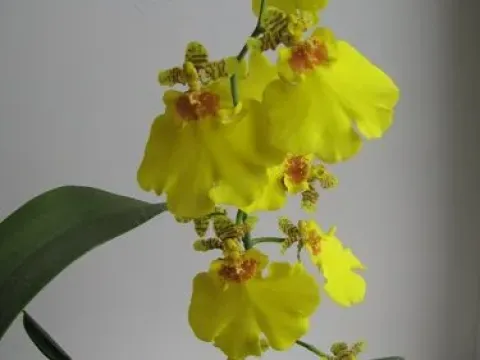 Oncidium