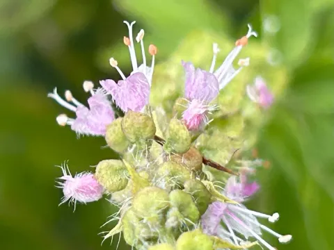 American basil