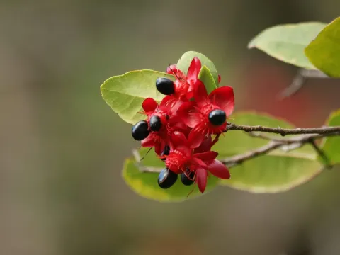 Ochna