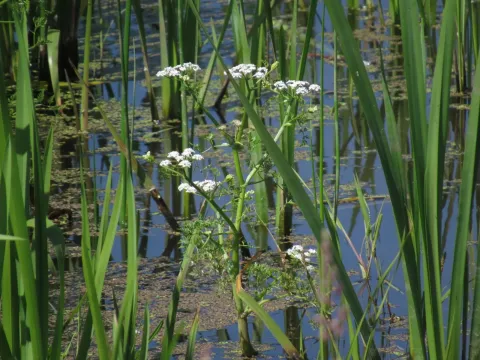 Fine-leaved water dropwort