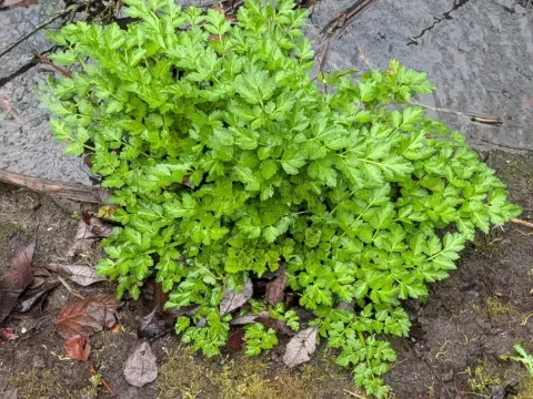 Hemlock water dropwort
